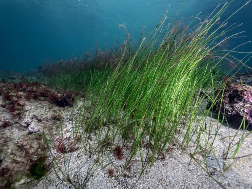 Akdeniz'de tükendi, Tuzla'da ortaya çıktı! Uzmanlar bile şaşırdı