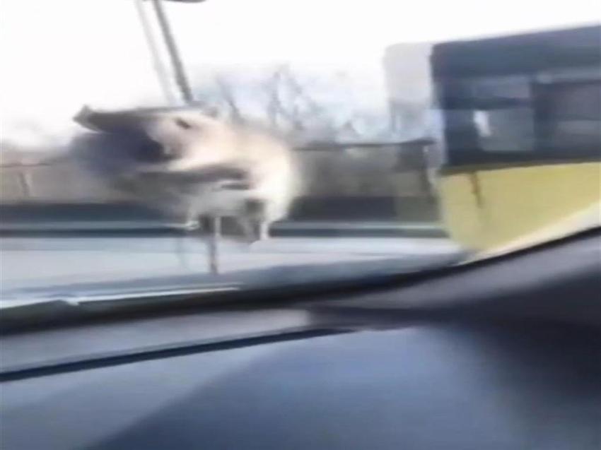 Araç camına fare atladı: Sürücüyü dinlemedi, polisten kaçtı!