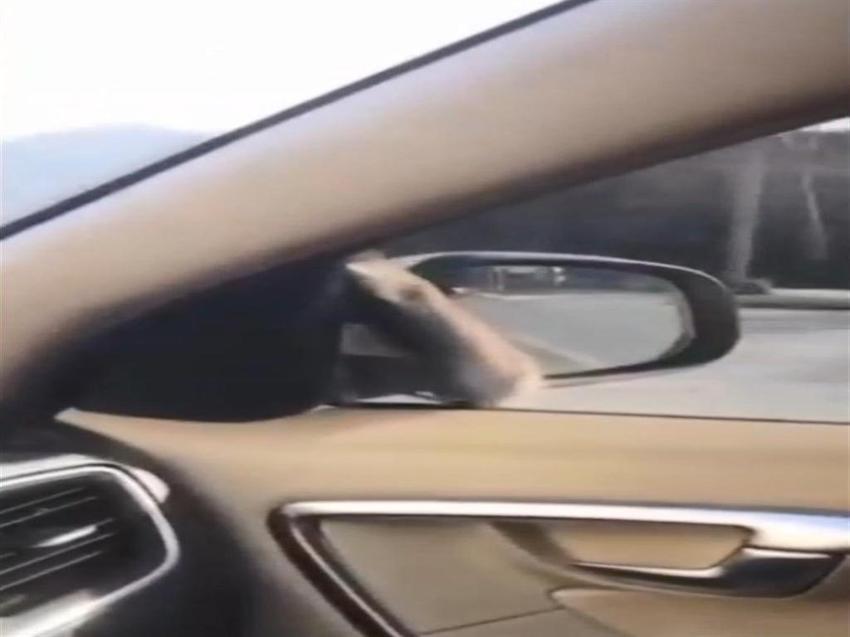 Araç camına fare atladı: Sürücüyü dinlemedi, polisten kaçtı!