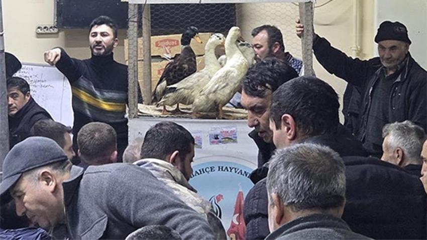 Bursa ve Eskişehir'den Kütahya'ya bu tavuklar için gidiyorlar: Fiyatları el yakıyor