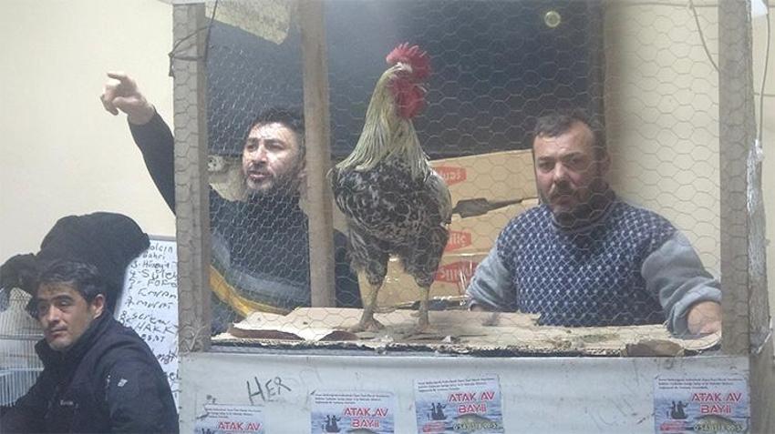 Bursa ve Eskişehir'den Kütahya'ya bu tavuklar için gidiyorlar: Fiyatları el yakıyor