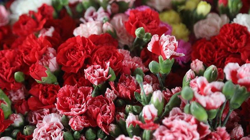 14 Şubat Sevgililer Günü Antalya'ya yaradı! Avrupa'ya 75 milyon dal satıldı