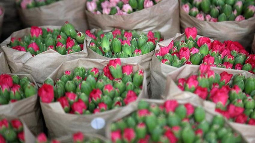 14 Şubat Sevgililer Günü Antalya'ya yaradı! Avrupa'ya 75 milyon dal satıldı