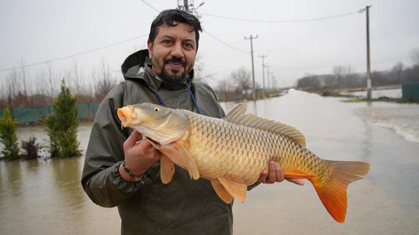 Edirne'de Meriç Nehri taştı! Vatandaş tarladan sazan topladı
