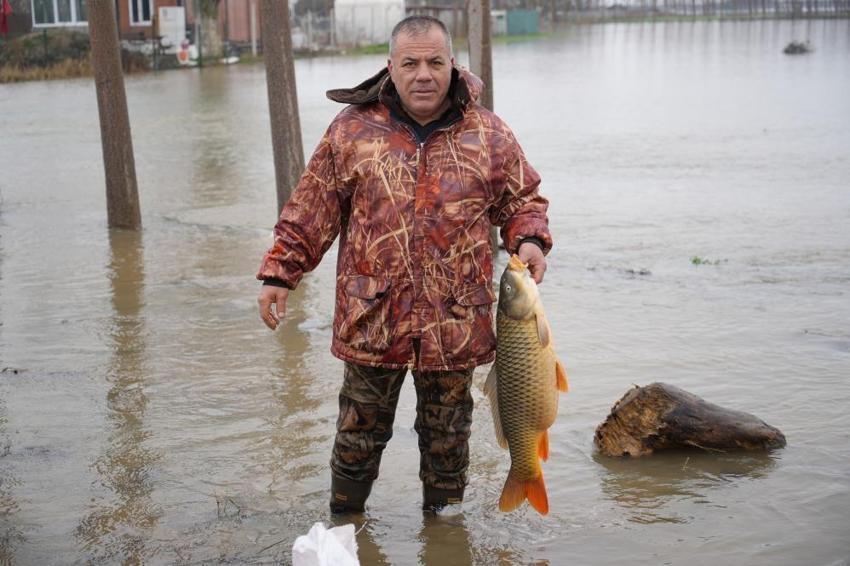 Edirne'de Meriç Nehri taştı! Vatandaş tarladan sazan topladı