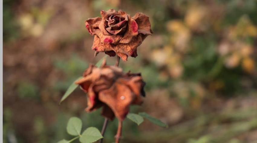 Sevgililer Günü'nde gül krizi! Adana'da zirai don gülleri vurdu: Fiyatlar yüzde 50 katlandı