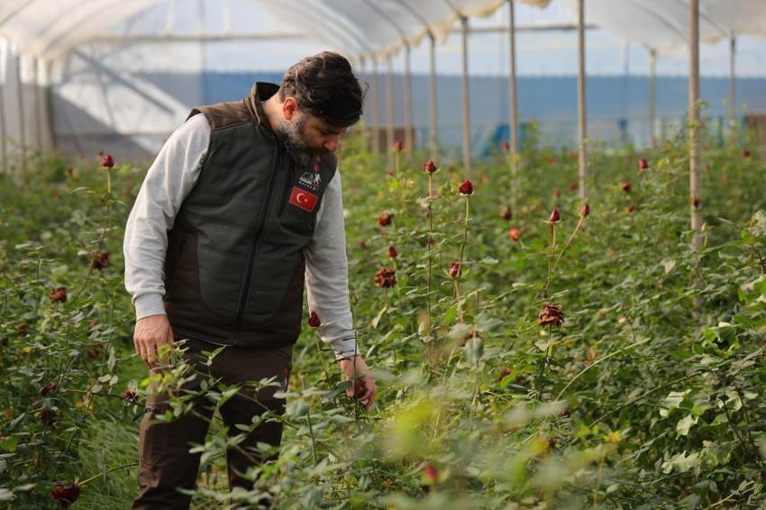 Sevgililer Günü'nde gül krizi! Adana'da zirai don gülleri vurdu: Fiyatlar yüzde 50 katlandı