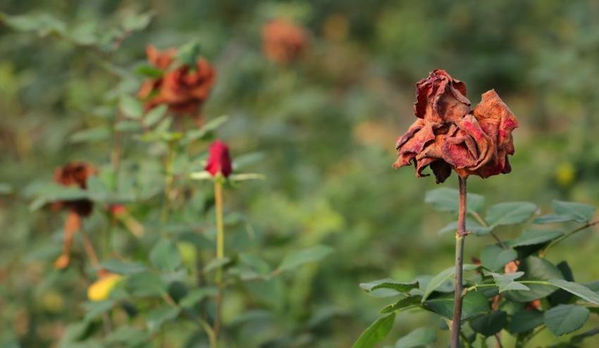 Sevgililer Günü'nde gül krizi! Adana'da zirai don gülleri vurdu: Fiyatlar yüzde 50 katlandı