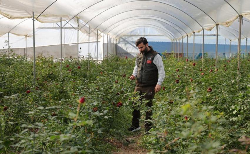 Sevgililer Günü'nde gül krizi! Adana'da zirai don gülleri vurdu: Fiyatlar yüzde 50 katlandı