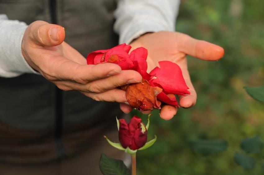 Sevgililer Günü'nde gül krizi! Adana'da zirai don gülleri vurdu: Fiyatlar yüzde 50 katlandı