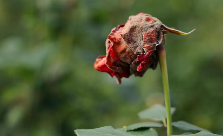 Sevgililer Günü'nde gül krizi! Adana'da zirai don gülleri vurdu: Fiyatlar yüzde 50 katlandı