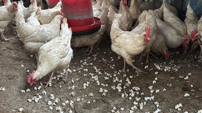 Ordulu üreticinin yöntemi şaşkına çevirdi! İnternette gördü, verim arttı