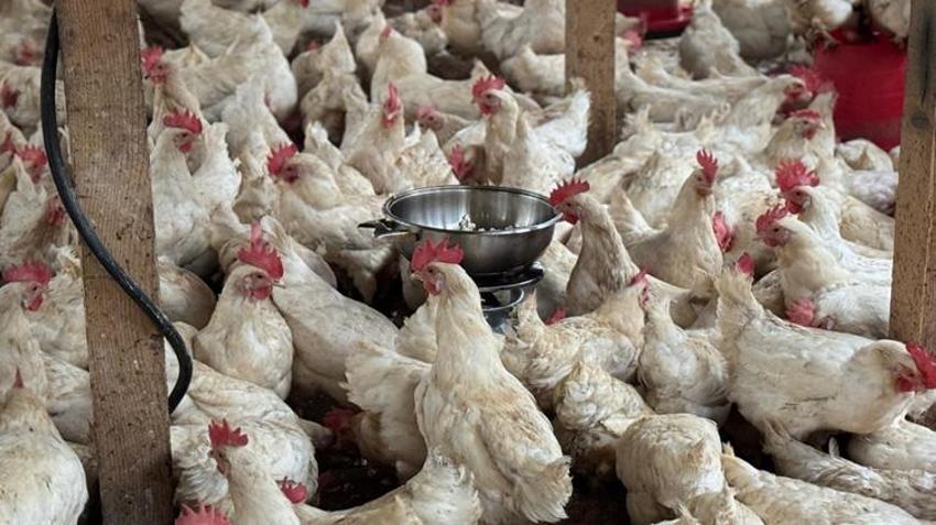 Ordulu üreticinin yöntemi şaşkına çevirdi! İnternette gördü, verim arttı