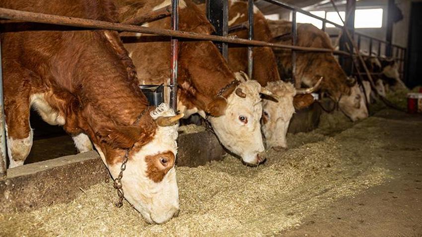 Erzurumlu vatandaş hayvancılığı bırakmaya niyetlendi! Devletten aldığı büyük destekle vazgeçti