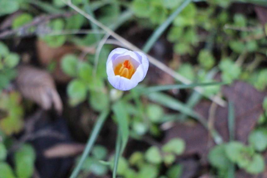 12 bin türün 1991'i Amasya'da! Bu doğal serveti tehdit altında