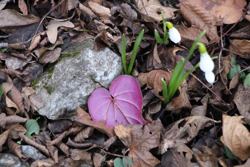 12 bin türün 1991'i Amasya'da! Bu doğal serveti tehdit altında