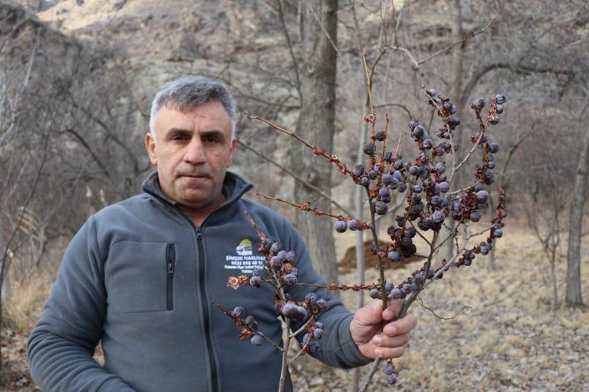 Erzurum'da kış ortasında şaşırtan manzara! Meyveler dalında tazeliğini koruyor: Kar altında hurma mesaisi