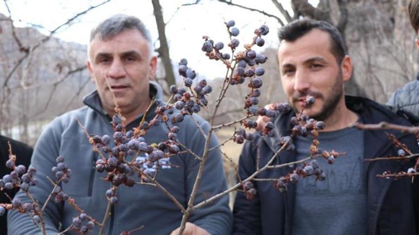 Erzurum'da kış ortasında şaşırtan manzara! Meyveler dalında tazeliğini koruyor: Kar altında hurma mesaisi