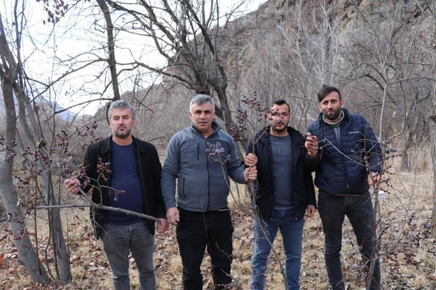 Erzurum'da kış ortasında şaşırtan manzara! Meyveler dalında tazeliğini koruyor: Kar altında hurma mesaisi