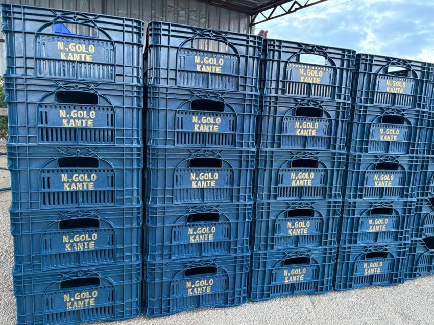 Fenerbahçeli üreticinin Kante sevgisi! Sarı-lacivert aşkı tarlaya taştı