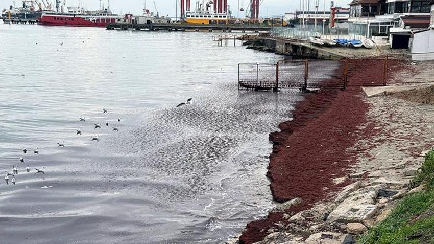 Tekirdağ'da poyrazdan sonra deniz kıyıları kırmızı renge büründü