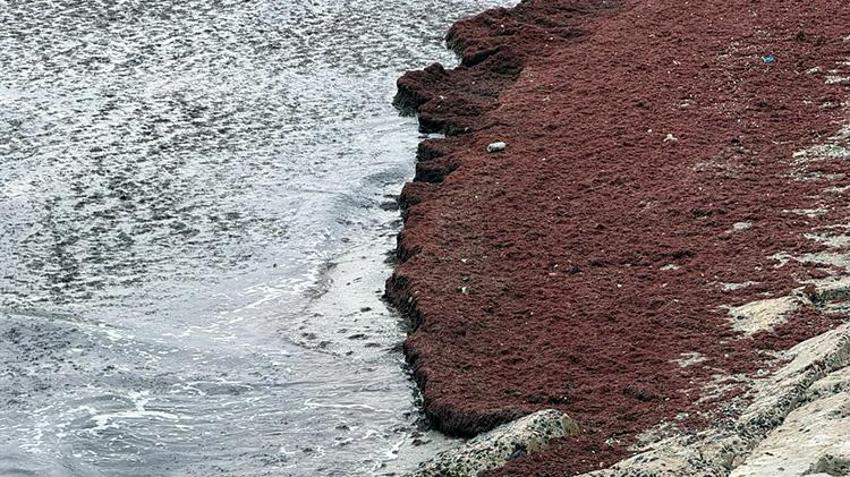 Tekirdağ'da poyrazdan sonra deniz kıyıları kırmızı renge büründü