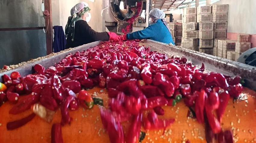 Gaziantep'te üretilip 60 ülkeye gönderiliyor! Kırmızı altın 8 bin kişiye gelir kapısı oldu