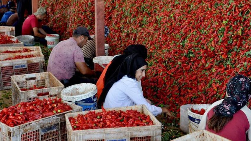 Gaziantep'te üretilip 60 ülkeye gönderiliyor! Kırmızı altın 8 bin kişiye gelir kapısı oldu