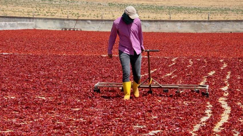 Gaziantep'te üretilip 60 ülkeye gönderiliyor! Kırmızı altın 8 bin kişiye gelir kapısı oldu