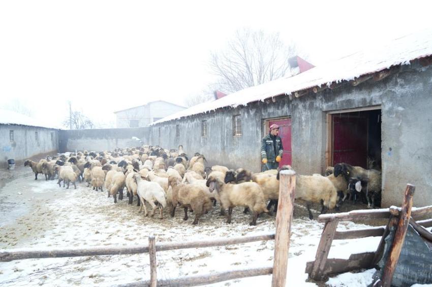 Muş'ta devlet desteğiyle hayvan sayısında rekor artış: Gençler batıya değil, kendi köylerinde hayvancılığa döndü