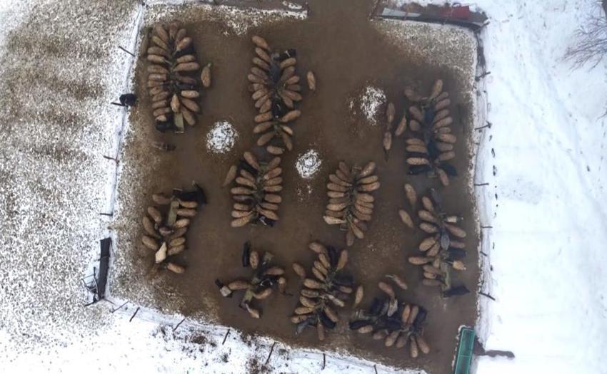 Muş'ta devlet desteğiyle hayvan sayısında rekor artış: Gençler batıya değil, kendi köylerinde hayvancılığa döndü