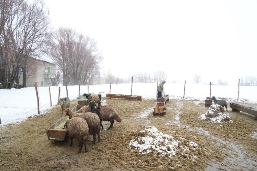 Muş'ta devlet desteğiyle hayvan sayısında rekor artış: Gençler batıya değil, kendi köylerinde hayvancılığa döndü