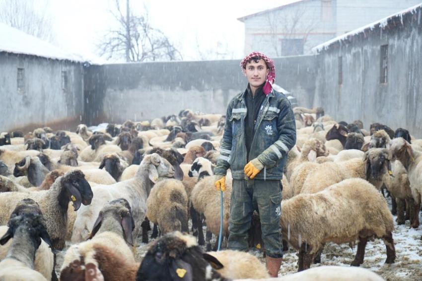 Muş'ta devlet desteğiyle hayvan sayısında rekor artış: Gençler batıya değil, kendi köylerinde hayvancılığa döndü