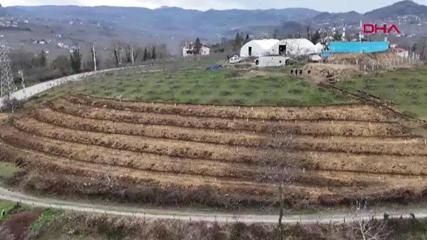 Fındıkta verimi 4 katına çıkaran yöntem Ordu'da denendi: Dekar başına 350 kilo fındık alınacak
