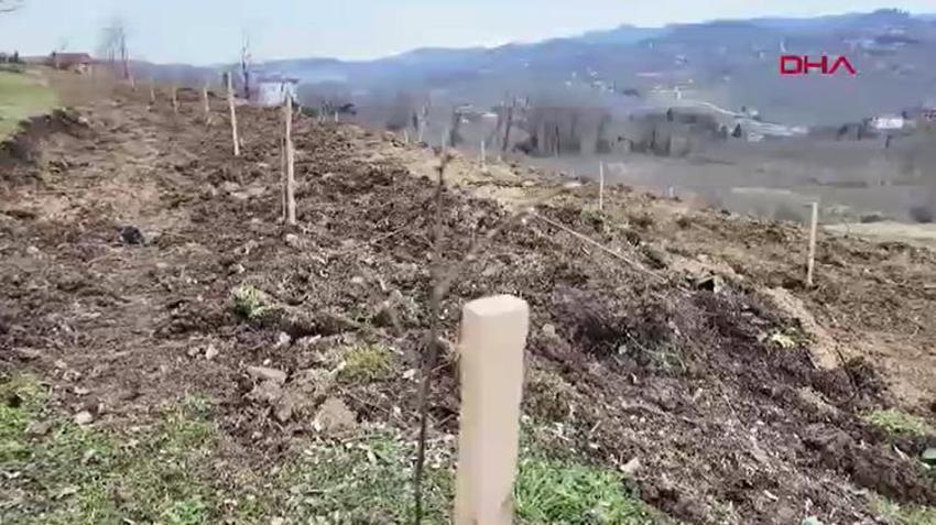 Fındıkta verimi 4 katına çıkaran yöntem Ordu'da denendi: Dekar başına 350 kilo fındık alınacak