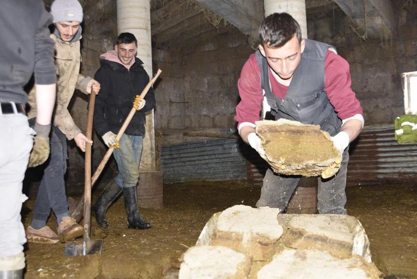 Bitlis'te gelecek kışın hazırlığı şimdiden başladı! İmece usulü ağıllardan çıkarıp istifliyorlar