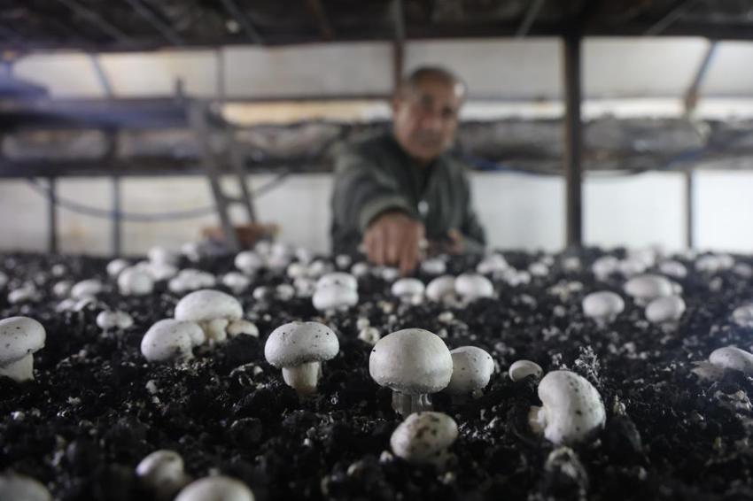 Altınlarını bozdurup bu işe girdi! Ahırda üretmeye başladı şimdi herkes peşinde