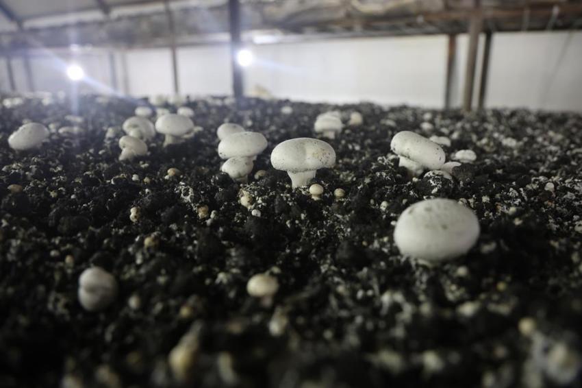 Altınlarını bozdurup bu işe girdi! Ahırda üretmeye başladı şimdi herkes peşinde