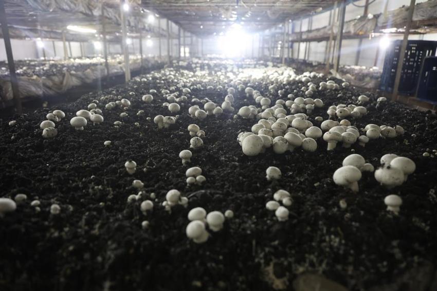 Altınlarını bozdurup bu işe girdi! Ahırda üretmeye başladı şimdi herkes peşinde