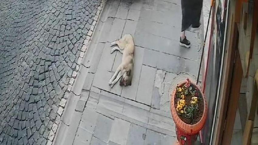 ‘Mardinli Marilyn Monroe’ tahliye edildi! Taksi şoförünün köpeği ezdiği anın videosunu paylaştığı için cezaevine girmişti