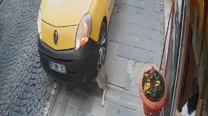 ‘Mardinli Marilyn Monroe’ tahliye edildi! Taksi şoförünün köpeği ezdiği anın videosunu paylaştığı için cezaevine girmişti