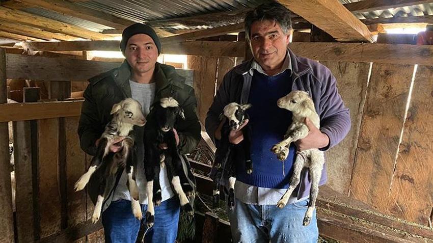 Sinop'ta çiftçi ağıla girdi gözlerine inanamadı! Türkeli'de tek seferde 4 kuzu dünyaya geldi