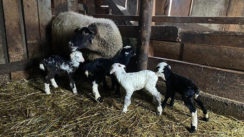 Sinop'ta çiftçi ağıla girdi gözlerine inanamadı! Türkeli'de tek seferde 4 kuzu dünyaya geldi