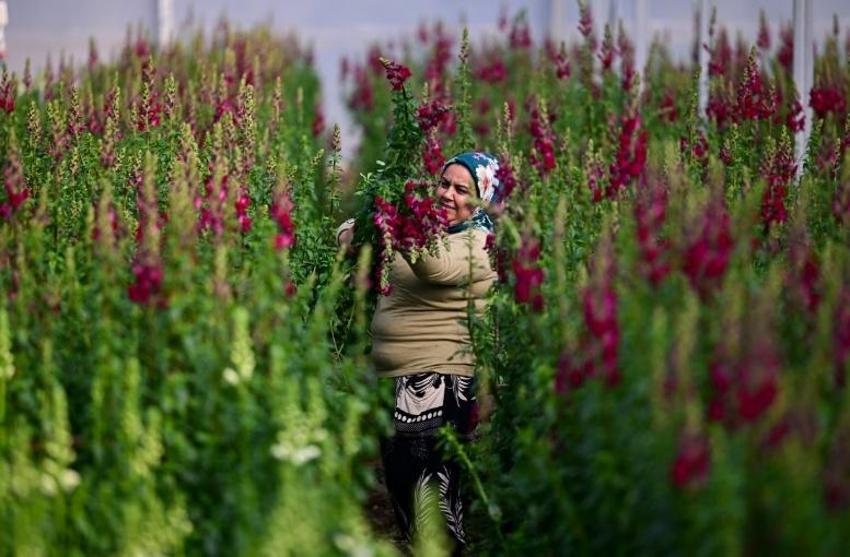 Tohumu yurt dışından üretimi Antalya'da yapılıyor: İlk sevkiyat başladı, tüm dünyaya satılıyor