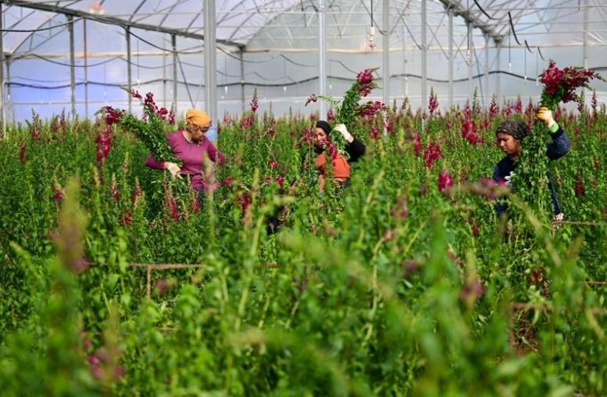 Tohumu yurt dışından üretimi Antalya'da yapılıyor: İlk sevkiyat başladı, tüm dünyaya satılıyor