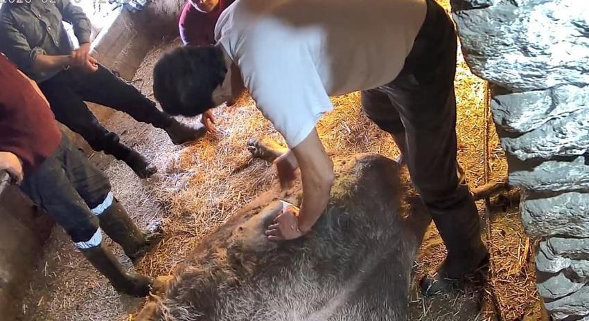 Aydın'da ineğe ekmek bıçağıyla sezaryen skandalı! Veteriner yerine 'anlayan' kişiyi çağırdı, inek canından oldu