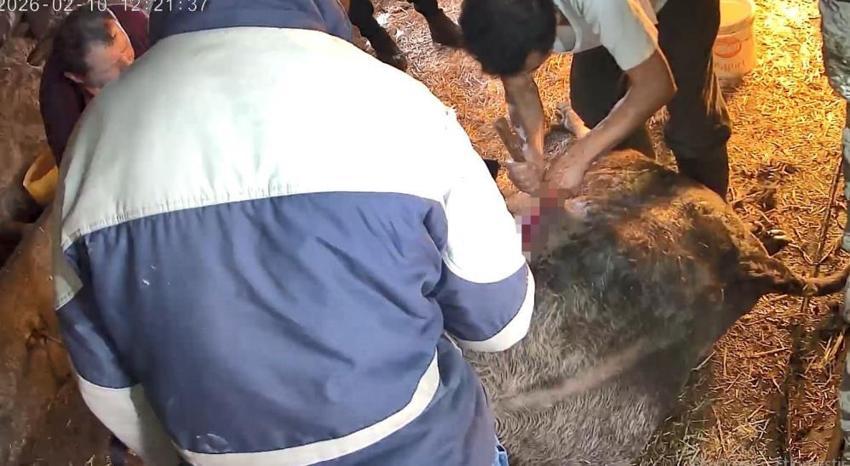 Aydın'da ineğe ekmek bıçağıyla sezaryen skandalı! Veteriner yerine 'anlayan' kişiyi çağırdı, inek canından oldu