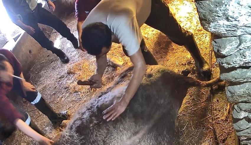 Aydın'da ineğe ekmek bıçağıyla sezaryen skandalı! Veteriner yerine 'anlayan' kişiyi çağırdı, inek canından oldu