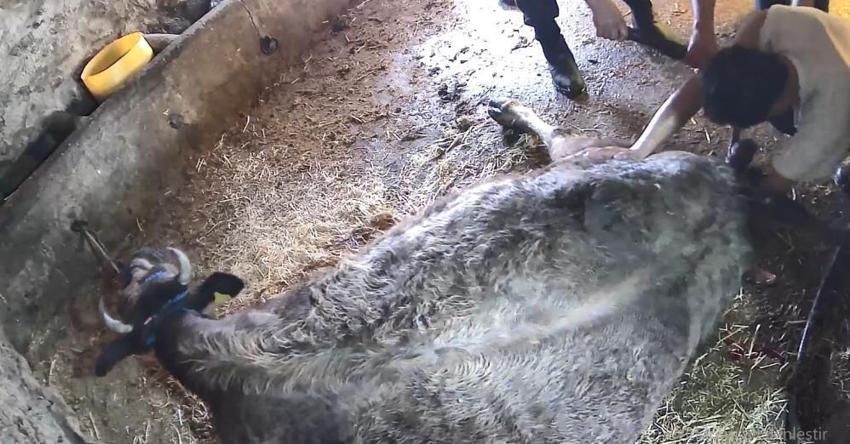 Aydın'da ineğe ekmek bıçağıyla sezaryen skandalı! Veteriner yerine 'anlayan' kişiyi çağırdı, inek canından oldu