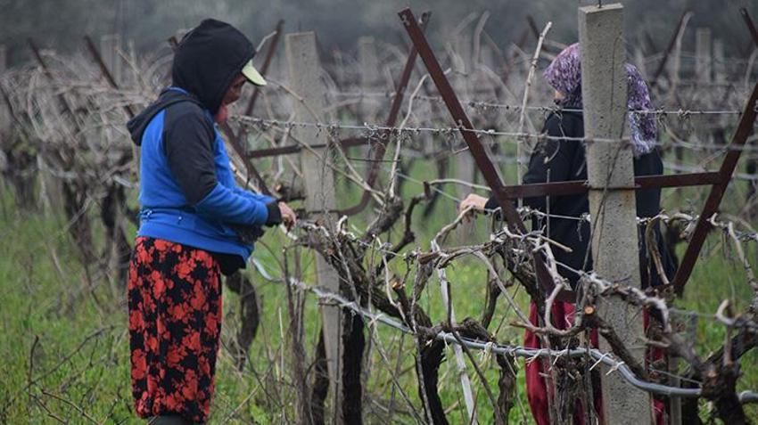 Manisa'da bağlar yeni sezona hazırlanıyor: Yeni sezonun kaderi bu dallarda! Erkekler kesiyor, kadınlar bağlıyor